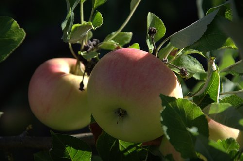 Apple,  Obuolių Medis,  Vaisių,  Obuolių Šeimos Vaisiai,  Valgyti,  Sveiki,  Vitaminai,  Pobūdį,  Prinokęs