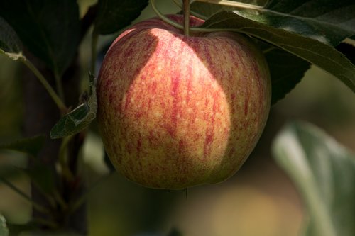Apple,  Obuolių Medis,  Vaisių,  Kernobstgewaechs,  Vaismedžių,  Medis,  Pobūdį,  Vasara,  Apple Orchard