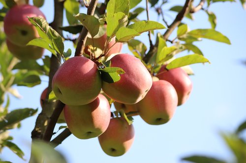 Apple,  Obuoliai,  Vaisių,  Sveiki,  Miltų,  Vasara,  Medis,  Obuolių Medis,  Derlius,  Sodas