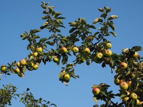 Obuolys, Obuolių Medis, Vaisiai, Frisch, Sveikas, Vitaminai, Vaisių Sodas