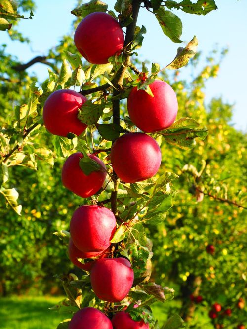 Obuolys, Obuolių Medis, Vaisiai, Raudona, Frisch, Sveikas, Vitaminai, Vaisių Sodas