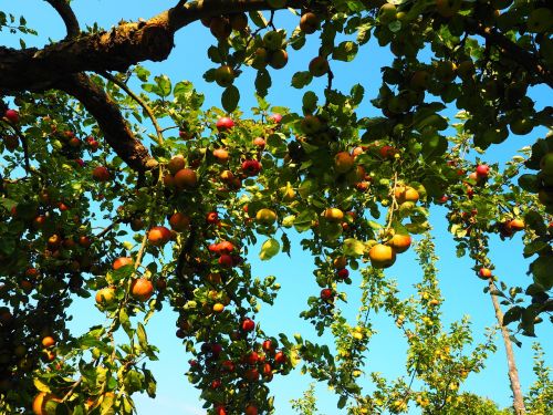 Obuolys, Obuolių Medis, Vaisiai, Raudona, Frisch, Sveikas, Vitaminai, Vaisių Sodas