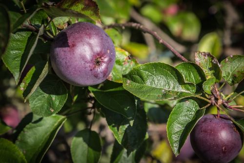 Obuolys, Vaisiai, Ruduo, Obuolių Medis, Vitaminai, Vaisių Sodas