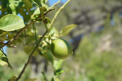 Obuolys,  Medis,  Žalias,  Vaisiai,  Sodas,  Pavasaris,  Aromatas,  Kvepalai,  Veikliosios Medžiagos,  Kosmetika,  Spa,  Grožis,  Gražus,  Ląstelinis,  Moterų Diena,  Velykos,  Pentecost,  Parkas,  Atsipalaidavimas,  Dovanos,  Siurprizas