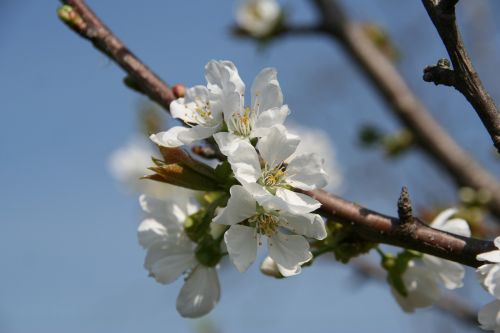 Obuolių Gėlė, Pavasaris, Gamta
