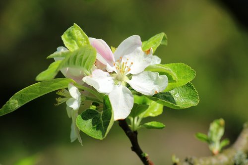 Apple Gėlių,  Pavasaris,  Vaisių Medžiai,  Žydinčių Medžių,  Liūdnas,  Obuolys