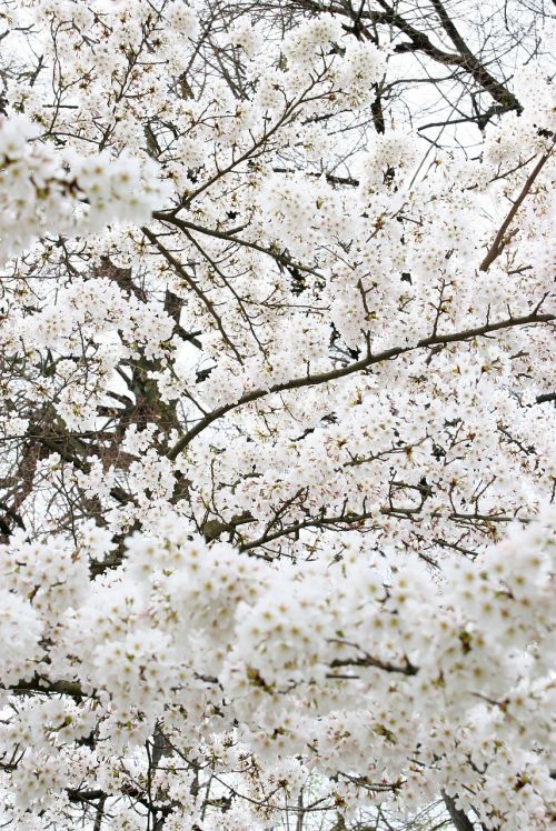 Obuolių Japonija, Medis, Balta, Asija