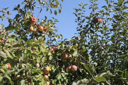Obuolių Medis, Obuoliai, Medis, Vaisiai, Maistas, Ūkis, Filialas, Vaisių Sodas