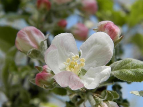 Obuolių Medis, Gėlė, Pavasaris