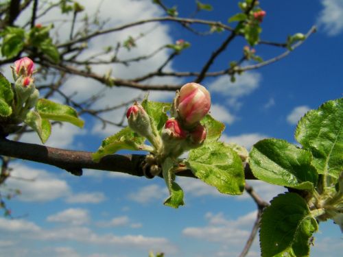 Obuolių Medis, Gėlių Pumpurai, Pavasaris