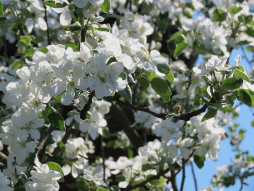 Obuolių Medis, Gėlės, Balta, Vasara