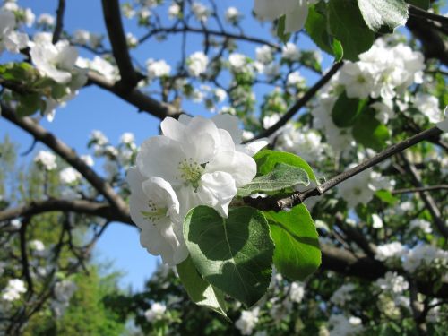 Obuolių Medis, Gėlės, Žydintis Obelis, Žydintis Medis, Žydintys Medžiai, Lauke, Gyvoji Gamta, Žydėti, Obuolių Gėlė, Gėlė, Balta