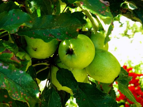 Obuolių Medis, Vaisiai, Šventasis Vaisius, Žalias Obuolys