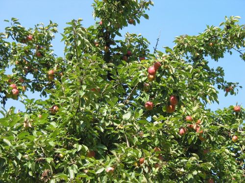 Obuolių Medis, Karūna, Vaisiai