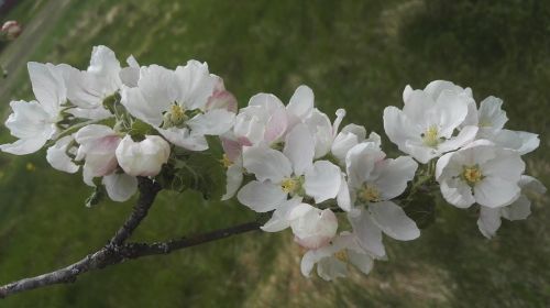 Obuolių Medis, Balta, Balta Gėlė