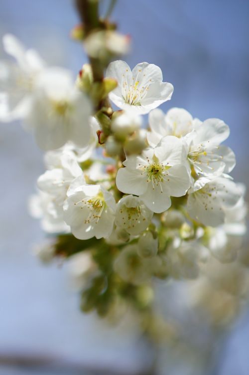 Obuolių Medis, Gėlė, Pavasaris