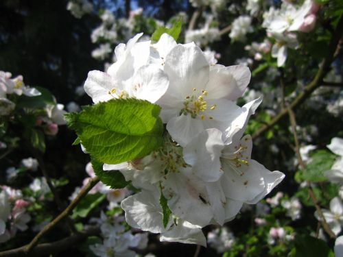 Obuolių Medis, Obelų Gėlės, Balta, Pavasaris, Žiedas, Žydėti, Makro