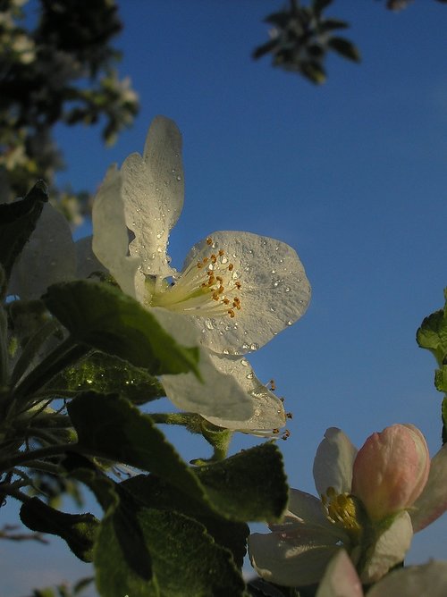 Obuolių Medis,  Gėlė,  Pavasaris,  Balta Gėlė,  Medis,  Pobūdį,  Florets
