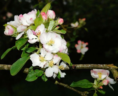 Obuolių Medis, Obelų Gėlės, Pavasaris, Obelų Žiedų Šaka, Žydėti, Gražus, Kvapas