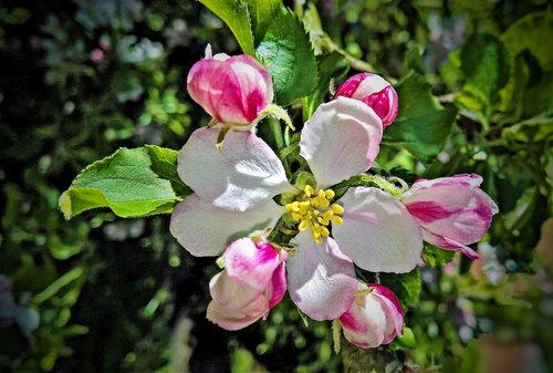 Obuolių Medis,  Obelis Ziedas,  Baltos Ir Rausvos Gėlės,  Vaismedžių,  Pavasaris,  Sodas,  Pobūdį,  Iš Arti