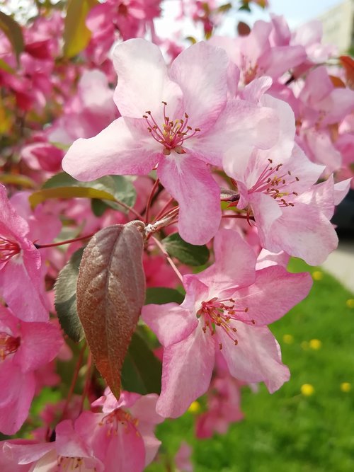 Obuolių Medis,  Žydėjime,  Apple Gėlių,  Žydi Obelis,  Pavasaris,  Žydėjimo Medį,  Rožinis