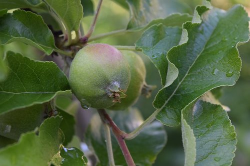 Obuolių Medis,  Apple,  Vaisių,  Lapai,  Vaisiai