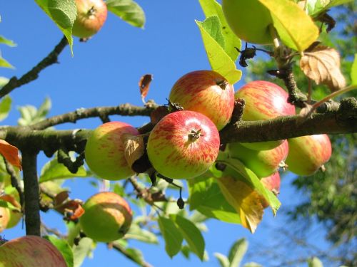 Obuolių Medis, Vaisių Sodas, Apfelernte