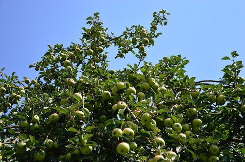 Obuolių Medis,  Apple,  Vaisių,  Vaismedžių,  Apple Orchard,  Sveiki,  Prinokęs