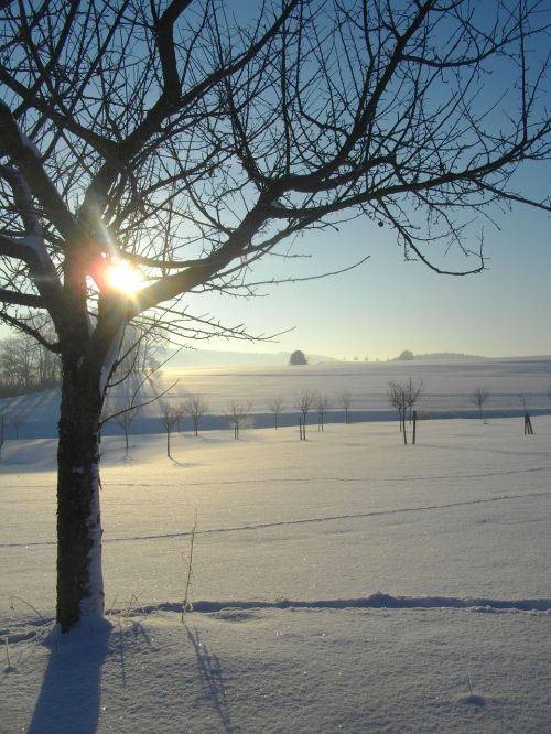 Obuolių Medis, Žiema, Sniegas, Šaltas, Saulė, Sniego Kraštovaizdis