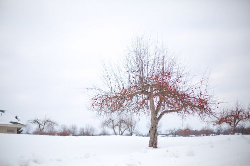 Obuolių Medis, Žiemos Obelis, Žiema, Sniegas