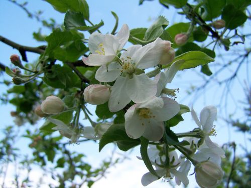 Obelų Gėlė, Žydėti Vaismedžiai, Pavasaris