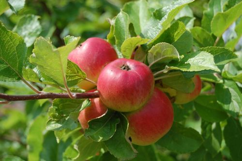 Obuoliai, Vaisiai, Vaisių Medžiai, Skonio, Vaisių Sodas