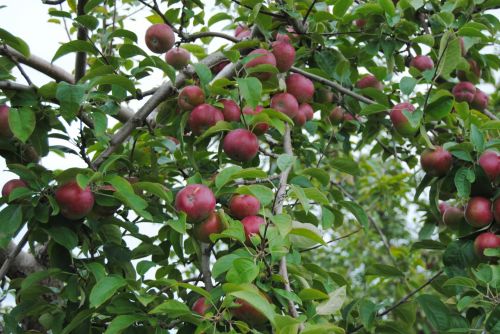 Obuoliai,  Obuolys,  Medis,  Vaisiai,  Ruduo,  Sezonas,  Derliaus Nuėmimas,  Derlius,  Obuoliai