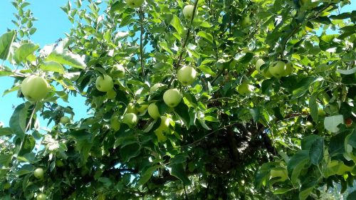Obuoliai, Derlius, Vaisiai, Ekologiškas, Geltona, Skanus, Žemdirbystė