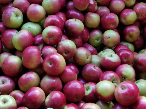 Obuolys,  Obuoliai,  Bushel,  Kritimas,  Derlius,  Maistas,  Vaisiai,  Obuoliai
