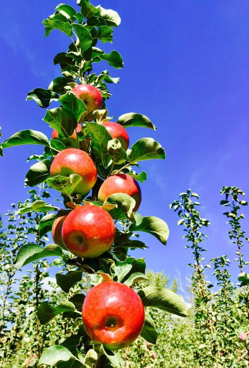Obuoliai, Vaisiai, Antioksidantai