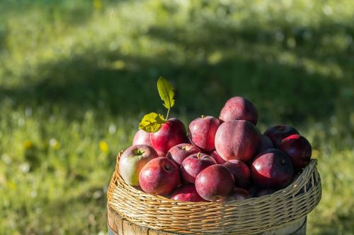 Obuoliai, Derlius, Ruduo, Vaisiai, Obuolių Medis, Gamta, Raudonas Obuolys, Šviežias, Elitexpo, Dacha, Prinokę, Vitaminai
