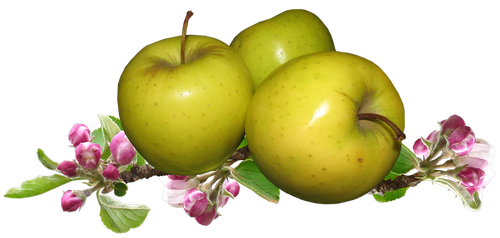 Obuoliai,  Obuolių Žiedų,  Vaisių,  Sodininkystė