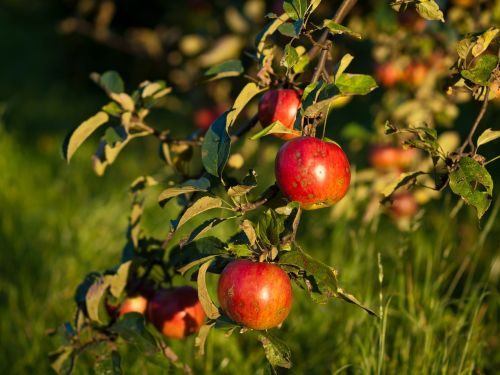 Obuoliai, Vaisiai, Raudona, Sveikai Maitintis, Sveikas Maistas, Ekologiškas, Sodininkystė, Liūdnas