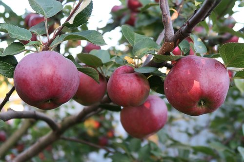 Obuoliai,  Raudonos Obuolių,  Obuolių Medis