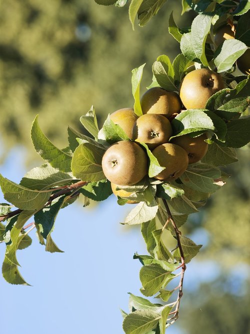 Obuoliai,  Vaisių,  Apple,  Vaisių Sodas,  Gamta