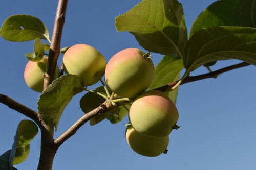Obuoliai,  Medis,  Obuolių Medis,  Sodas,  Apple,  Pobūdį,  Vitaminai,  Mitybos,  Derlius