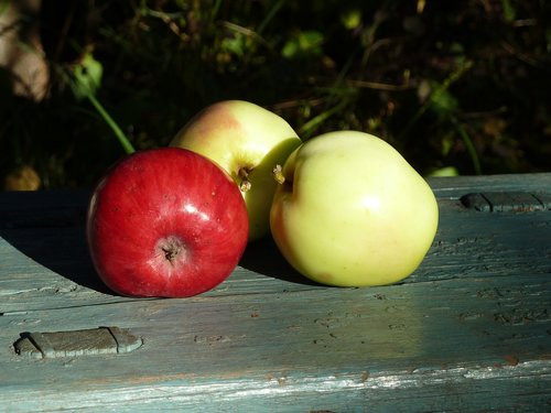 Obuoliai,  Derlius,  Vaisiai