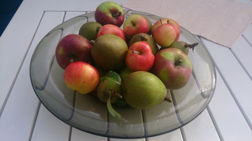 Obuoliai, Kriaušė, Medelpadsgatan