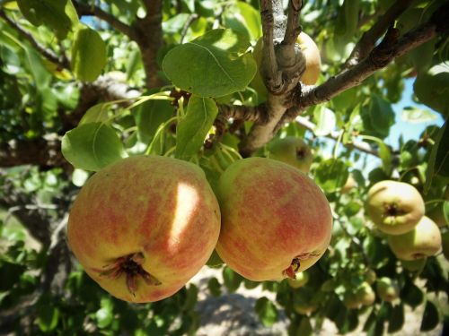 Obuoliai, Vaisiai, Vaisių Sodas, Delikatesas, Gamta, Medis