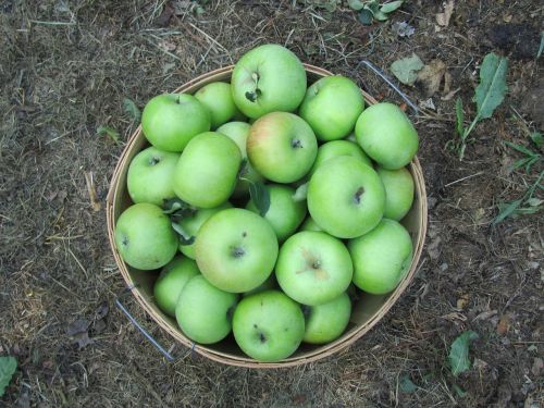 Obuoliai, Derlius, Ruduo, Krepšelis