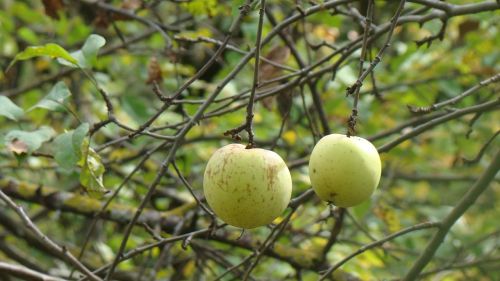 Obuoliai,  Vaisiai,  Gamta