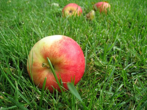 Obuoliai, Žolė, Kritimo Vaisius, Žalias, Vasaros Laikas, Spalvos