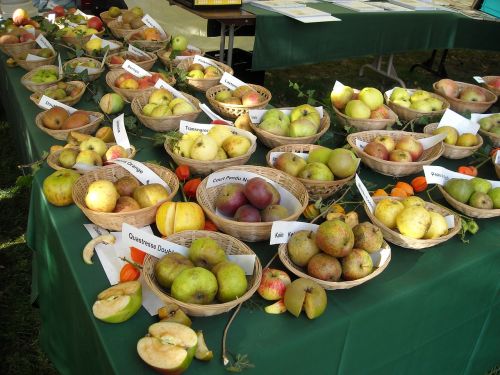 Obuoliai, Vaisiai, Vaisiai, Pomologija, Vaisių Pripažinimą, Maistas, Obuolių Veislės, Sveikas, Turgus