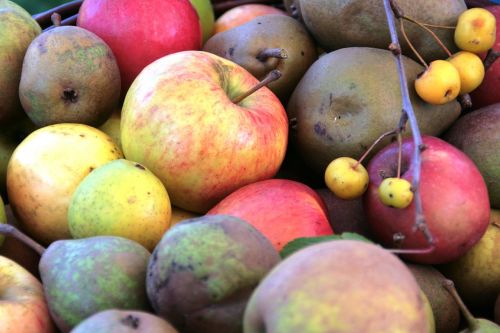 Obuoliai, Vaisiai, Vaisiai, Sveikas, Vitaminas, Pomologija, Obuolių Veislės, Maistas, Vaisių Pripažinimą